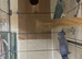 Proven Pair of Indian Ringneck