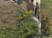 Connemara Gelding