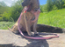 6 month old female puppy