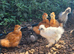 Silkie Chicks