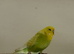 Young hen budgie .