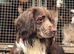 Working cocker spaniel puppy’s