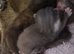 Russian blue cross