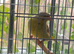 Greenfinch