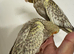 Hand reared Cockatiels