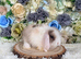 Vaccinated mini lop girl - ready now