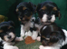 Biewer Terrier