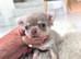 Beautiful quality tiny apple head chihuahuas