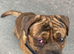 Bullmastiff
