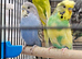 Budgies for Sale