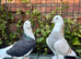 5 breeders of wests