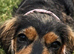 Stunning Coker spaniel girl