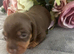 Gorgeous miniature Dachshund puppies ready 4th July