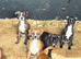 Last pups, take home Boxer x Boston terrier. Aka mini boxer quick sale