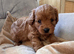 Cavapoochon Puppies