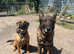 Belgian malinois x German shepherd pups