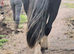 Stunning 3yr blank canvas cob to make 15.2h