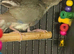 Kakariki baby&rsquo;s
