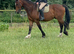 18.2hh+ 16yr old  TbXShire gelding