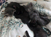 Siamese x kittens available