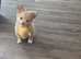 Beautiful Purebred Chihuahua Puppy Boy-Ready 6th June
