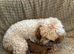 Toy poodle males