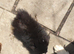 2 small house trained Pomeranians ready 16th June