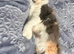 Loving Home wanted for Simba and Luna