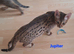PURE SAVANNAHS  Tica SBTF6/7 cubs with Serval traits