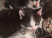 5 kittens