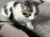 Female kitten