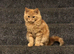 Stunning 1 year old Male cat Maine coone x