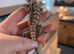 Baby bearded dragon ready now
