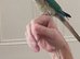 Hand reared turquoise yellowsided gcc