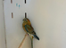 Hen Red Rump Parakeet