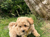 Fluffy teddy bear puppies