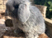 Miniature lops true to type