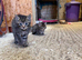 Kittens for Sale