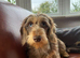 Kennel club registered wire haired miniature dachshund