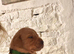 2 gorgeous Labrador puppies still available