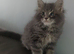 Maine coon kitten