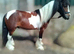 13'3 4 year old ride & drive cob gelding