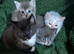 4 Stunning Siamese Mixed Kittens