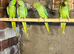 Ringnecks & Lovebirds