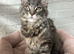 Giant Maine Coons TICA reg