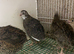 Quail females