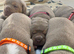 7 Olde English bulldog puppies for sale