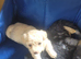 Puppies