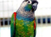 Pearly Conure Manchester