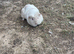 White smooth coat guinea pig